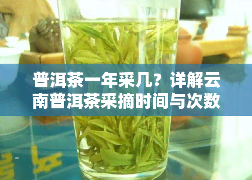 普洱茶一年采几？详解云南普洱茶采摘时间与次数