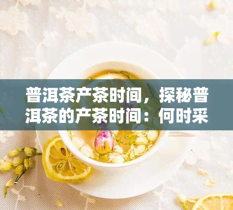 普洱茶产茶时间，探秘普洱茶的产茶时间：何时采摘？