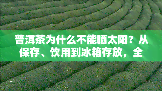 普洱茶为什么不能晒太阳？从保存、饮用到冰箱存放，全面解析