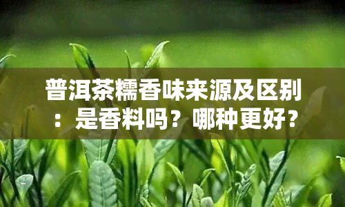 普洱茶糯香味来源及区别：是香料吗？哪种更好？