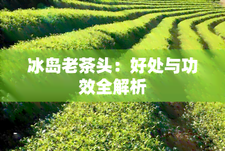 冰岛老茶头：好处与功效全解析