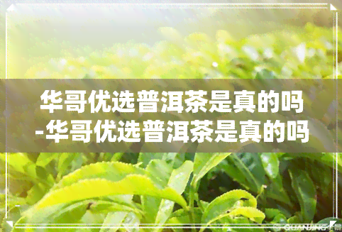 华哥优选普洱茶是真的吗-华哥优选普洱茶是真的吗还是假的