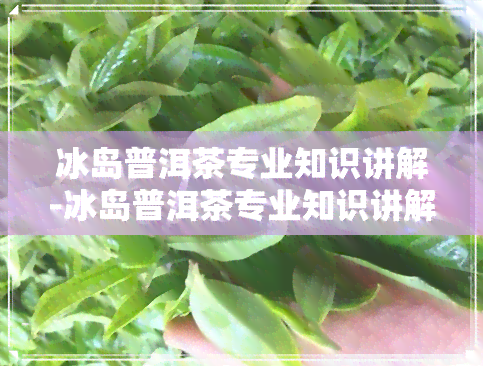 冰岛普洱茶专业知识讲解-冰岛普洱茶专业知识讲解大全