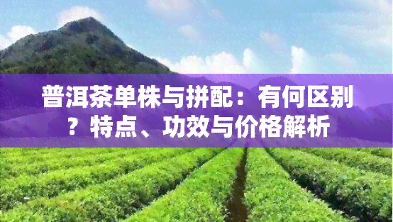 普洱茶单株与拼配：有何区别？特点、功效与价格解析