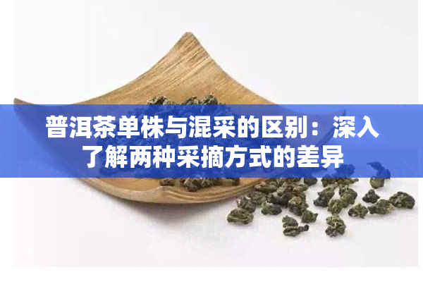 普洱茶单株与混采的区别：深入了解两种采摘方式的差异