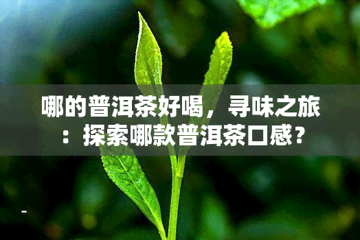 哪的普洱茶好喝，寻味之旅：探索哪款普洱茶口感？