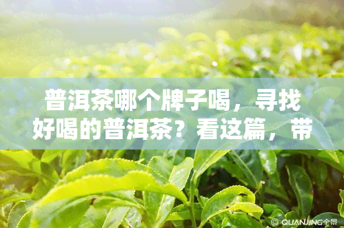 普洱茶哪个牌子喝，寻找好喝的普洱茶？看这篇，带你了解各大优劣！