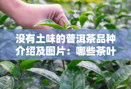 没有土味的普洱茶品种介绍及图片：哪些茶叶没有苦涩味？