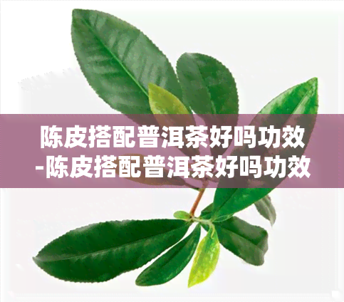 陈皮搭配普洱茶好吗功效-陈皮搭配普洱茶好吗功效与作用