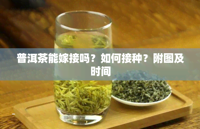 普洱茶能嫁接吗？如何接种？附图及时间