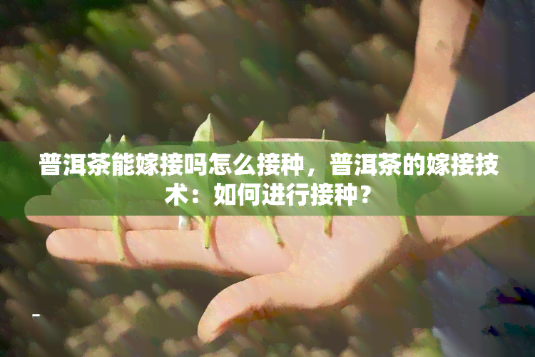 普洱茶能嫁接吗怎么接种，普洱茶的嫁接技术：如何进行接种？