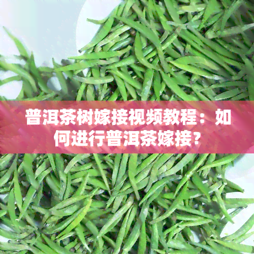 普洱茶树嫁接视频教程：如何进行普洱茶嫁接？