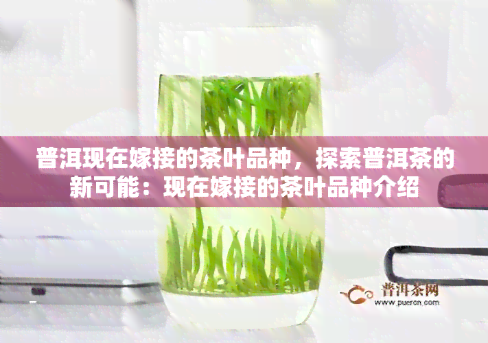 普洱现在嫁接的茶叶品种，探索普洱茶的新可能：现在嫁接的茶叶品种介绍