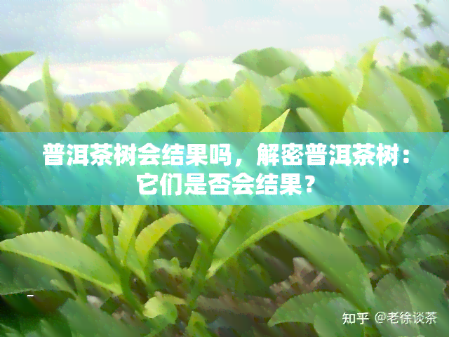 普洱茶树会结果吗，解密普洱茶树：它们是否会结果？