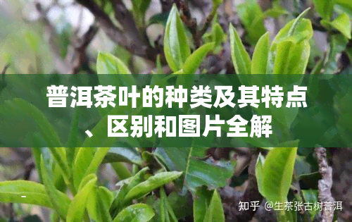 普洱茶叶的种类及其特点、区别和图片全解