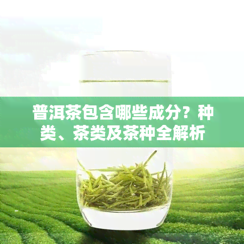 普洱茶包含哪些成分？种类、茶类及茶种全解析