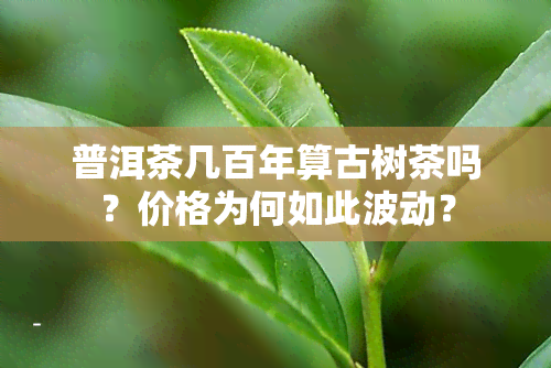 普洱茶几百年算古树茶吗？价格为何如此波动？