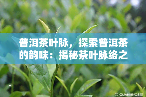 普洱茶叶脉，探索普洱茶的韵味：揭秘茶叶脉络之谜