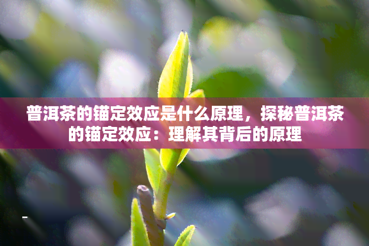 普洱茶的锚定效应是什么原理，探秘普洱茶的锚定效应：理解其背后的原理