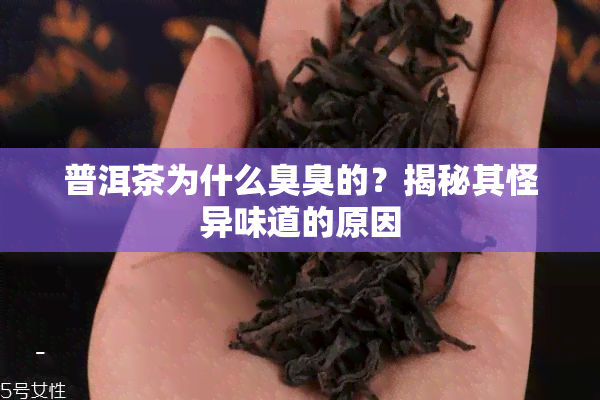 普洱茶为什么臭臭的？揭秘其怪异味道的原因