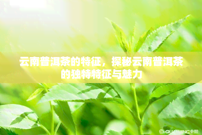 云南普洱茶的特征，探秘云南普洱茶的独特特征与魅力