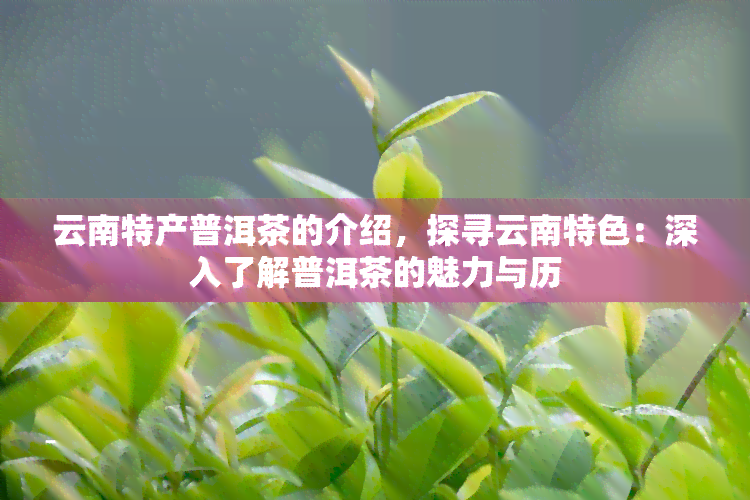 云南特产普洱茶的介绍，探寻云南特色：深入了解普洱茶的魅力与历