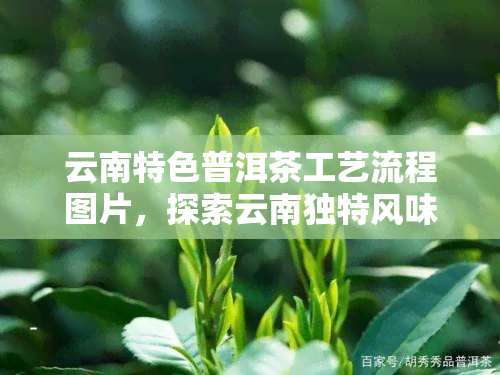 云南特色普洱茶工艺流程图片，探索云南独特风味：揭秘普洱茶制作工艺流程图