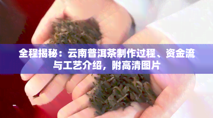 全程揭秘：云南普洱茶制作过程、资金流与工艺介绍，附高清图片