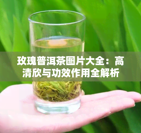 玫瑰普洱茶图片大全：高清欣与功效作用全解析