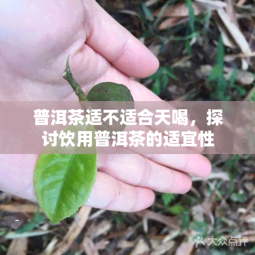 普洱茶适不适合天喝，探讨饮用普洱茶的适宜性