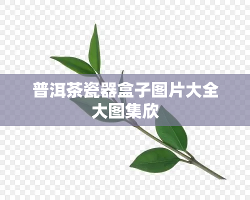 普洱茶瓷器盒子图片大全大图集欣