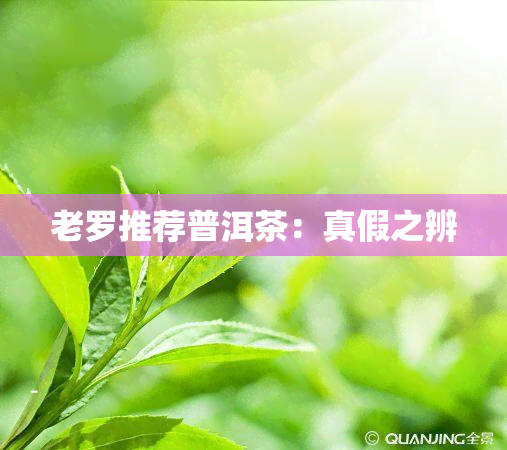 老罗推荐普洱茶：真假之辨