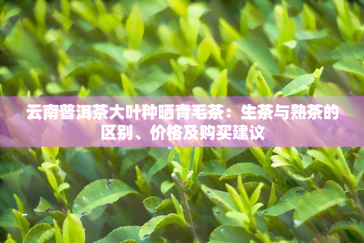 云南普洱茶大叶种晒青毛茶：生茶与熟茶的区别、价格及购买建议