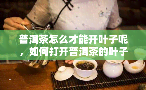 普洱茶怎么才能开叶子呢，如何打开普洱茶的叶子？