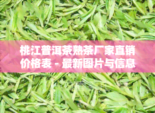 桃江普洱茶熟茶厂家直销价格表 - 最新图片与信息