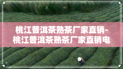 桃江普洱茶熟茶厂家直销-桃江普洱茶熟茶厂家直销电话