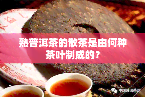 熟普洱茶的散茶是由何种茶叶制成的？