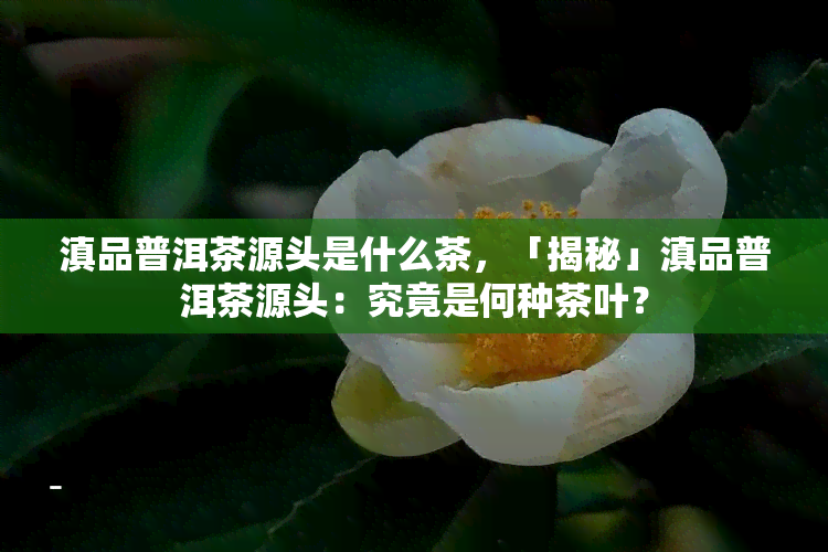 滇品普洱茶源头是什么茶，「揭秘」滇品普洱茶源头：究竟是何种茶叶？