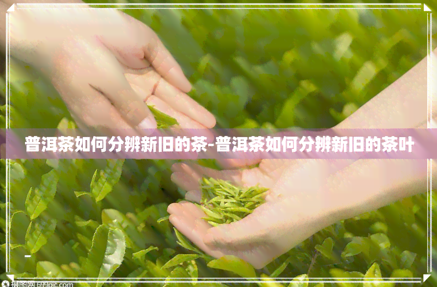 普洱茶如何分辨新旧的茶-普洱茶如何分辨新旧的茶叶