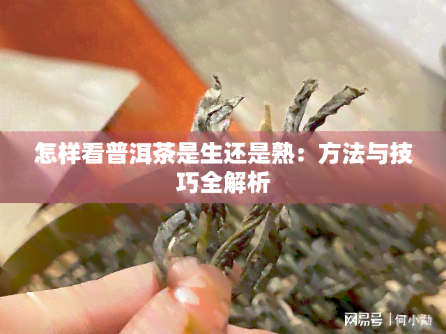 怎样看普洱茶是生还是熟：方法与技巧全解析