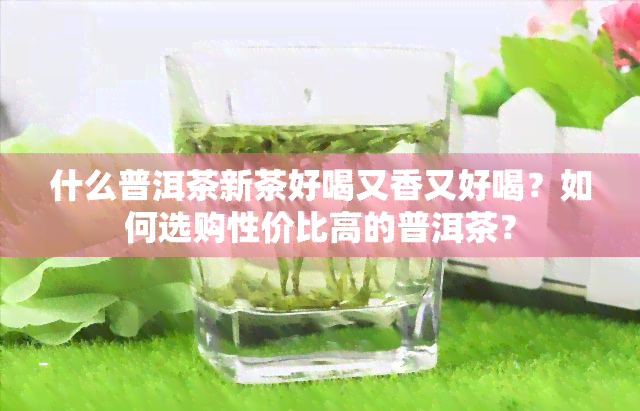 什么普洱茶新茶好喝又香又好喝？如何选购性价比高的普洱茶？