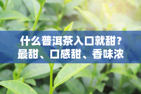 什么普洱茶入口就甜？最甜、口感甜、香味浓的普洱茶推荐！