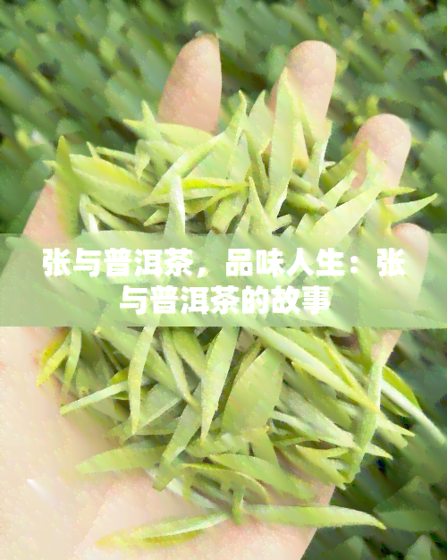 张与普洱茶，品味人生：张与普洱茶的故事