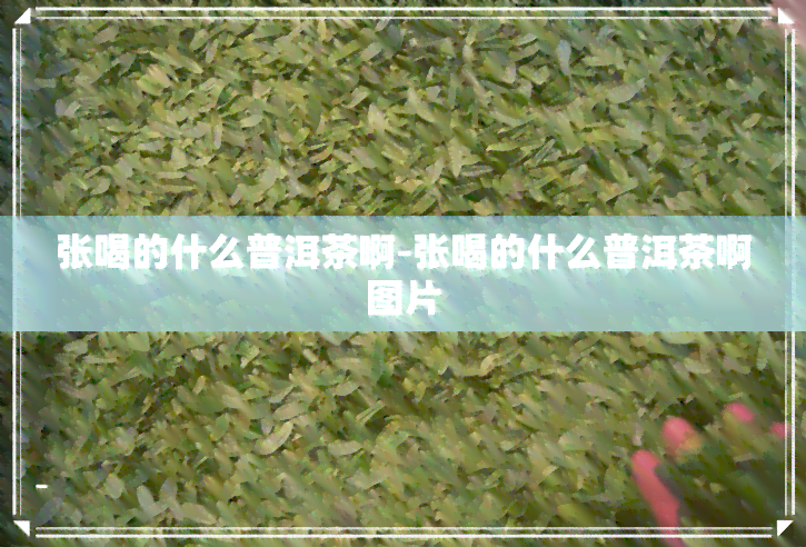 张喝的什么普洱茶啊-张喝的什么普洱茶啊图片