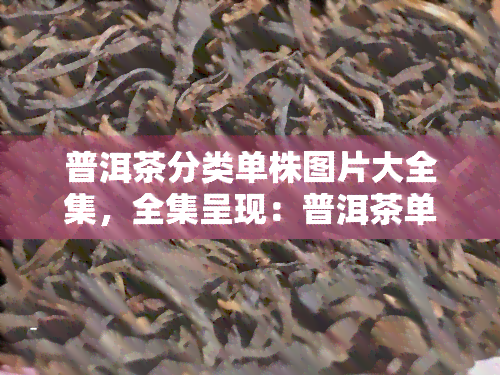 普洱茶分类单株图片大全集，全集呈现：普洱茶单株分类图片大观