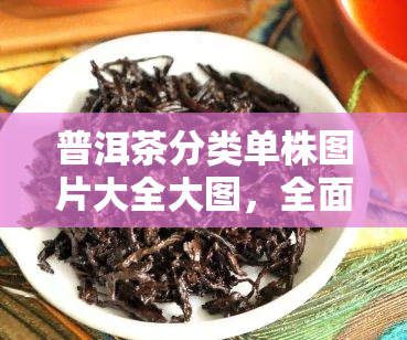 普洱茶分类单株图片大全大图，全面解析：普洱茶单株品种图片大图全收录！