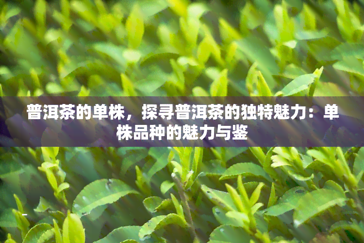 普洱茶的单株，探寻普洱茶的独特魅力：单株品种的魅力与鉴