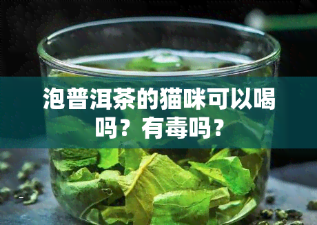 泡普洱茶的猫咪可以喝吗？有吗？