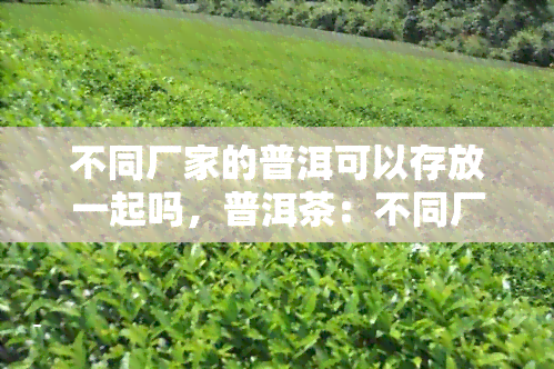 不同厂家的普洱可以存放一起吗，普洱茶：不同厂家的产品能否混合存放？