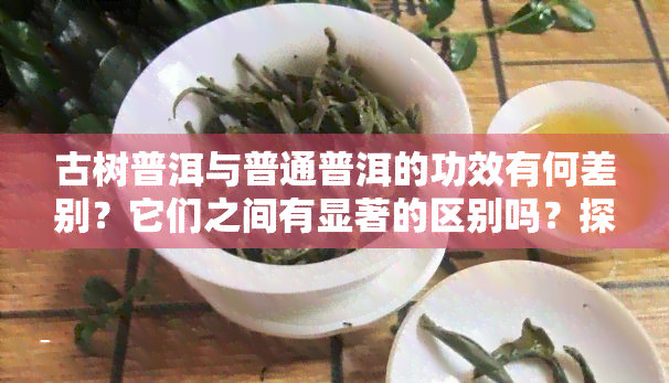 古树普洱与普通普洱的功效有何差别？它们之间有显著的区别吗？探讨古树普洱茶的功效、作用及其好处。